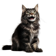 Fototapeta premium saksorn99_Berman_cat_cute_smiling_whole_body_highest_resolution