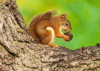 Red squirrel eating
