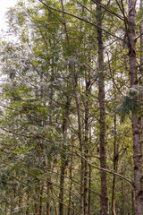 Silver Oak, Grevillea robusta or Kalla or Proteaceae