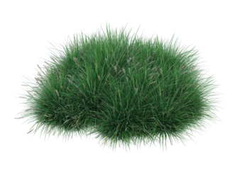 Various types grass and small plants isolated	
