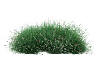 Various types grass and small plants isolated	