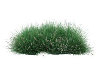 Various types grass and small plants isolated	