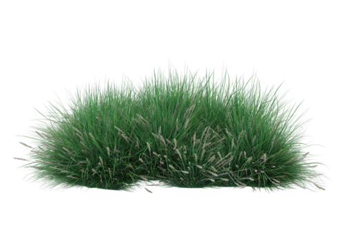 Various types grass and small plants isolated	