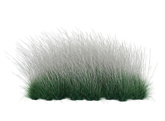 white fluffy grass