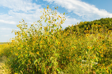 Native Wild Sunflower Field in Kansas
