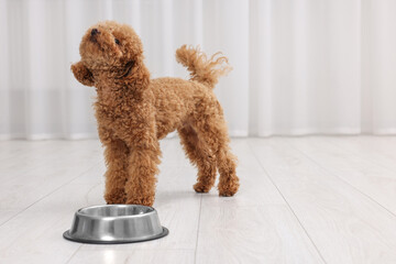 Cute Maltipoo dog near feeding bowl indoors, space for text. Lovely pet
