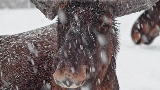Extreme close up of face of a Moose or Elk (Alces Alces) in heavy snow in Norway.