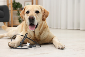 Naughty Labrador Retriever dog near damaged electrical wire at home. Space for text