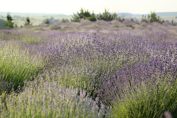 Beautiful view of blooming lavender growing in field