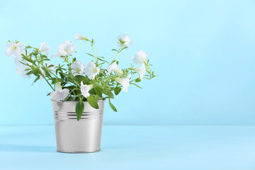 White flowers in metal pot on light blue background. Space for text