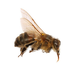 One fluffy honey bee isolated on white