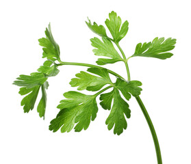 Sprig of fresh green parsley leaves isolated on white