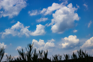 field of grass and sky