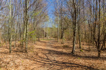 Path in a forest near Semily, Czechia