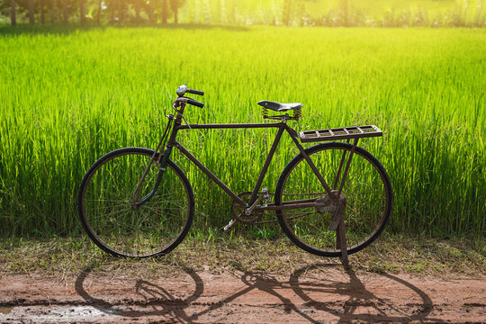 Old bicycle standing in green rice field background.