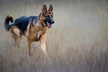 2023-09-03 A YOUNG GERMAN SHEPARD ON ALERT WALKING THROUGH LIGHT BROWN GRASS WITH BRIGHT EYES AND A OPEN MOUTH AT THE OFF LEASH AREA AT THE MARYMOOR DOG PARK IN REDMOND WASHINGTON