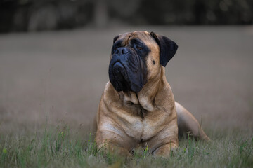 2023-09-09 A LARGE FAWN COLORED BULLMASTIFF LYING IN THE GRASS LOOKING TO THE LEFT WITH A BLURRY BACKGROUND AND LIGHT GREEN GRASS IN THE FOREGROUND ON MERCER ISLAND WASHINGTON