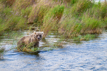 Brown bear cub in tall grass in the lower Brooks River, Katmai National Park, Alaska
