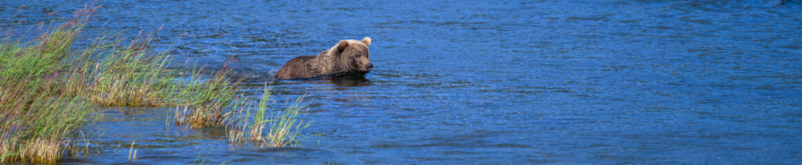 Brown bear cub in tall grass in the lower Brooks River, Katmai National Park, Alaska
