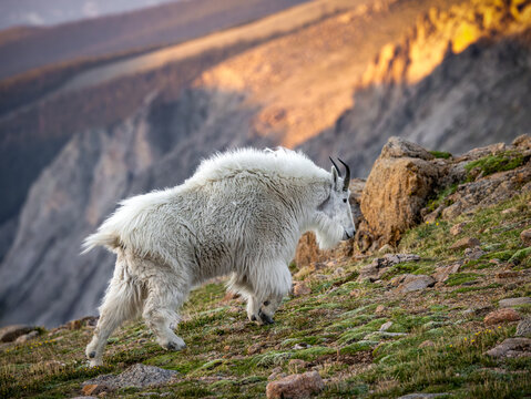 mountain goat - oreamnos americanus - walking up the tundra incline Mount Blue Sky, Colorado