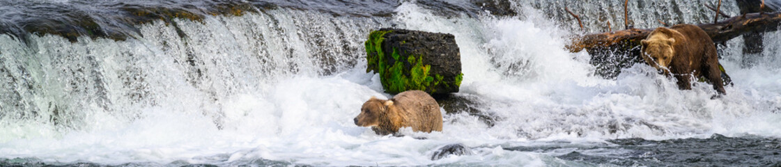 Brown bears fishing in the Brooks River below Brooks Falls, Katmai National Park, Alaska
