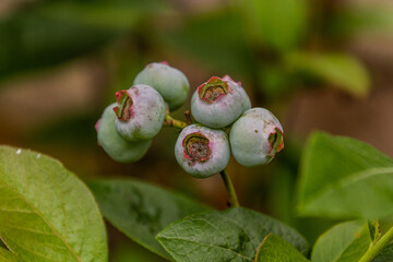 Unripe fruits of northern highbush blueberry (Vaccinium corymbosum)