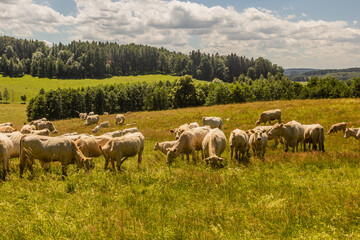 Herd of cows near Lobendava, Czech Republic