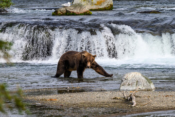 Brown bear walking in the Brooks River below Brooks Falls, Katmai National Park, Alaska
