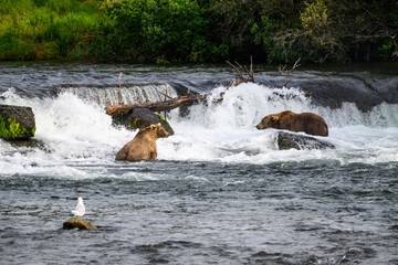 Brown bears fishing in the Brooks River below Brooks Falls, Katmai National Park, Alaska
