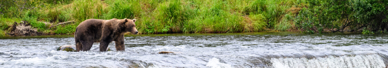 Fototapeta premium Brown bear walking in the Brooks River above Brooks Falls, Katmai National Park, Alaska 