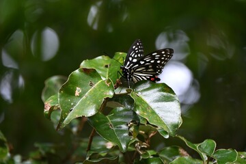 Hestina assimilis. Large nymph butterfly. The wings are black with white markings, and the hindwings have red markings. A species widely distributed in East Asia.
