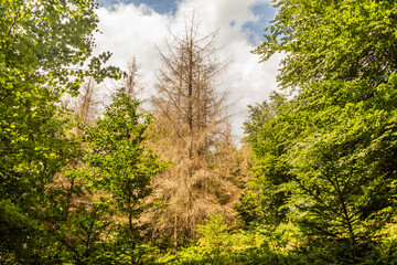 Fototapeta na wymiar Forest in Bohemian Switzerland damaged by European spruce bark beetle, Czech Republic
