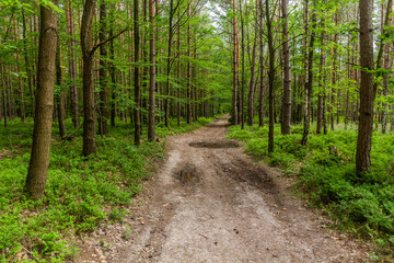 Fototapeta na wymiar Hiking trail in the Protected Landscape Area Kokorinsko - Machuv kraj, Czech Republic