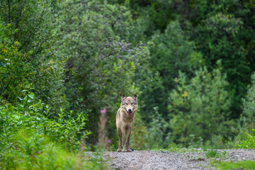 Wolf standing on the road to the Valley of Ten Thousand Smokes, Katmai National Park, Alaska
