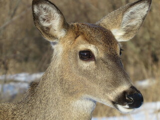 whitetail deer