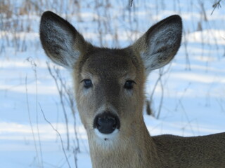 whitetail deer