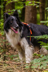 Collie breed dog in a forest