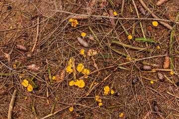 Golden chanterelle mushrooms in a forest in the Czech Republic