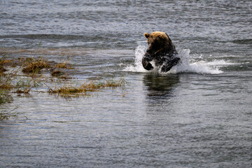 Brown bear cub pouncing to try to catch a salmon in lower Brooks River, Katmai National Park, Alaska
