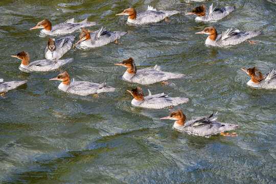 Flock of Merganser ducks, with feathers blowing in the wind, swimming in the Brooks River, Katmai National Park, Alaska
