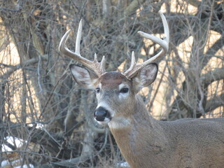 whitetail deer