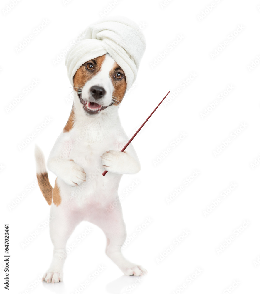 Poster jack russell terrier puppy with towel on it head points away on empty space. isolated on white background