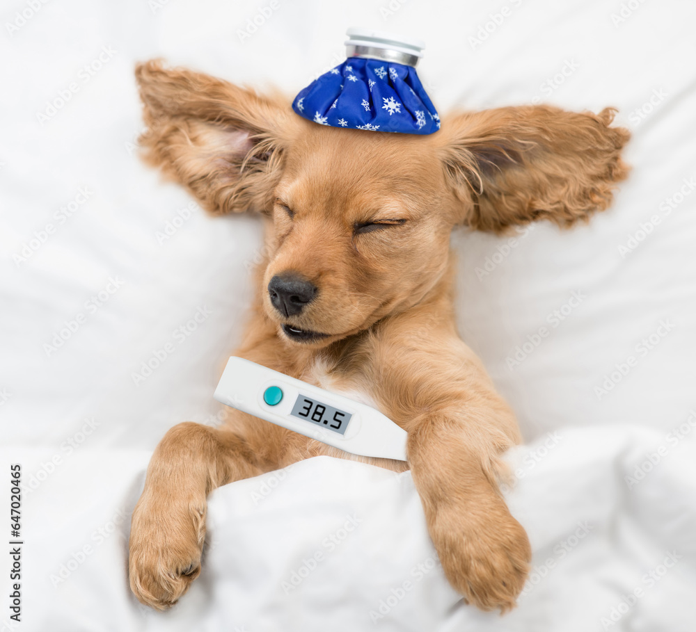 Poster sick eared english cocker spaniel puppy sleeps on a bed at home with thermometer and with ice bag or