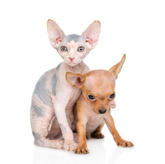 Friendly Sphynx kitten hugs tiny Toy terrier puppy.  isolated on white background