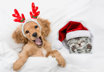 Yawning English Cocker spaniel puppy dressed like santa claus reindeer  Rudolf lying with cozy kitten under white blanket at home. Top down view