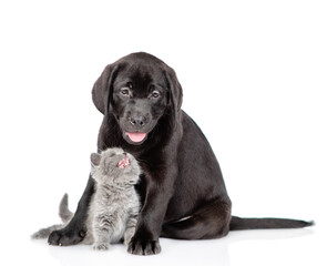 Young Black Labrador puppy hugs tiny kitten. Kitten looks up on the puppy. Isolated on white background