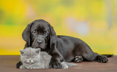 Sleepy Black labrador puppy hugs tiny kitten at summer park. Dog hugs cat