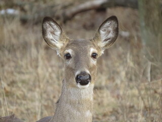 whitetail deer