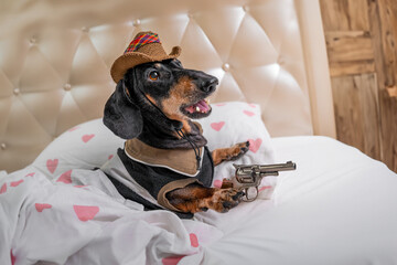 Funny dog in cowboy hat , ranger lies in bed with weapon gun enthusiastically opened his mouth from gambling Costumed children party, wild west animation , quest Dachshund sheriff defends territory - obrazy, fototapety, plakaty