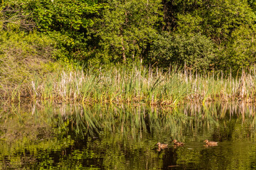 Ducks at a small pond near Cesky Krumlov, Czech Republic